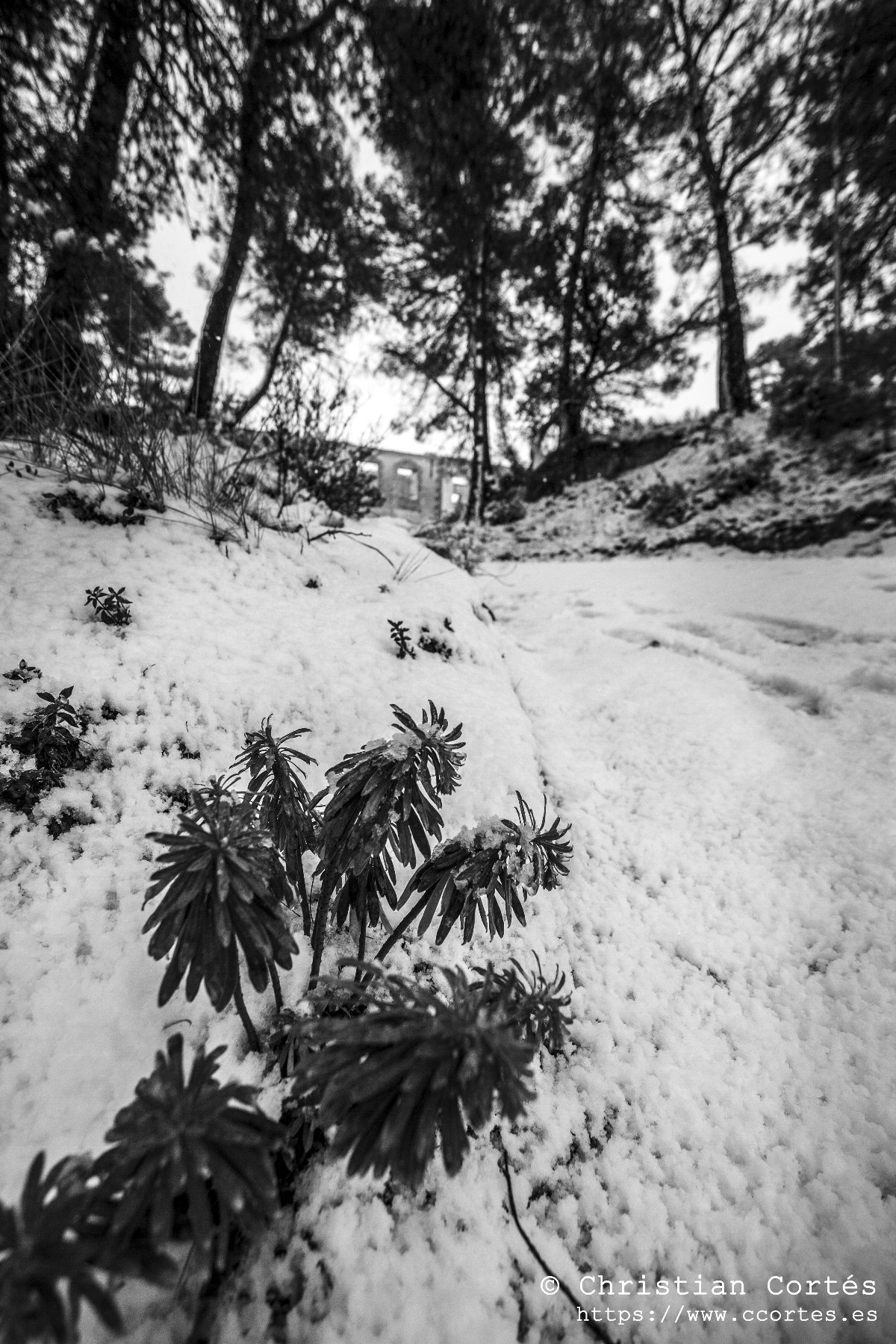 Nieve en Alicante 05